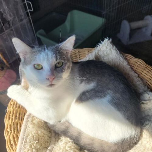#BE2513296 - Maki, chat à adopter à Leuze-en-Hainaut - AnimalWeb Belgi #BE2513296 - Maki, chat à adopter à Leuze-en-Hainaut - AnimalWeb Belgi
