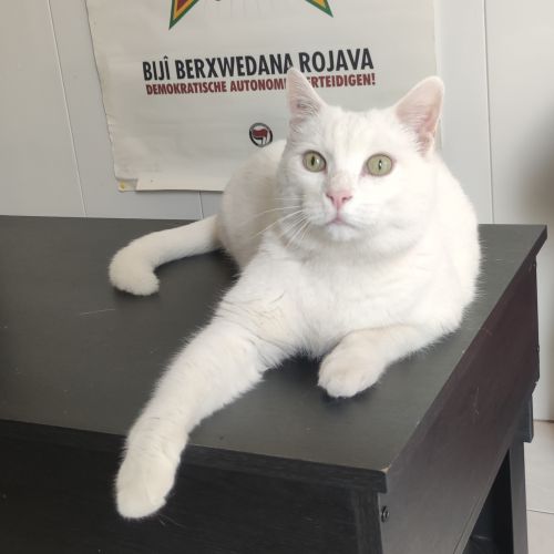 #BE2513297 - Falco, chat perdu à Bruxelles - AnimalWeb Belgique