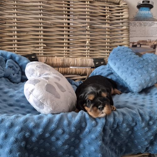 #BE2513299 - Chiots Cavalier King Charles à vendre - AnimalWeb Belgiqu #BE2513299 - Chiots Cavalier King Charles à vendre - AnimalWeb Belgiqu