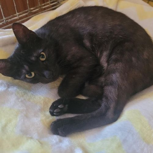 #BE2513300 - Lynette, chat à adopter à Leuze-en-Hainaut - AnimalWeb Be #BE2513300 - Lynette, chat à adopter à Leuze-en-Hainaut - AnimalWeb Be