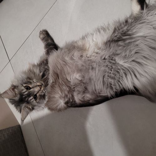 #BE2513302 - Taïgo, chat perdu à Besonrieux - AnimalWeb Belgique #BE2513302 - Taïgo, chat perdu à Besonrieux - AnimalWeb Belgique