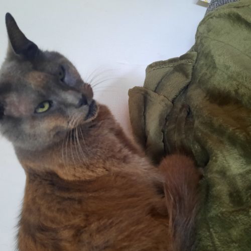 #BE2513303 - Lyno, chat perdu à Binche - AnimalWeb Belgique #BE2513303 - Lyno, chat perdu à Binche - AnimalWeb Belgique