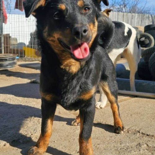#BE2513304 - Ekko, chien croisé à adopter – AnimalWeb #BE2513304 - Ekko, chien croisé à adopter – AnimalWeb