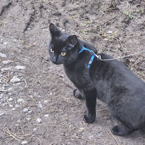 #BE2513305 - Orion - Chat perdu à Moha - AnimalWeb Belgique #BE2513305 - Orion - Chat perdu à Moha - AnimalWeb Belgique