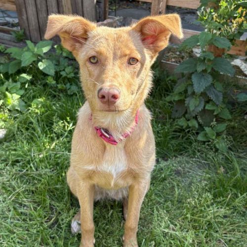 #BE2513307 - Lalie, chien croisé à adopter – AnimalWeb #BE2513307 - Lalie, chien croisé à adopter – AnimalWeb