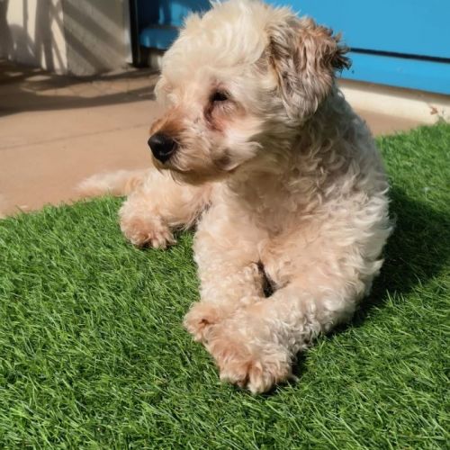 #BE2513308 - Mima, chien croisé à adopter – AnimalWeb #BE2513308 - Mima, chien croisé à adopter – AnimalWeb