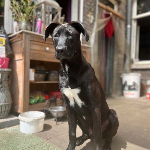 #BE2513309 - Saki, chien croisé à adopter – AnimalWeb #BE2513309 - Saki, chien croisé à adopter – AnimalWeb