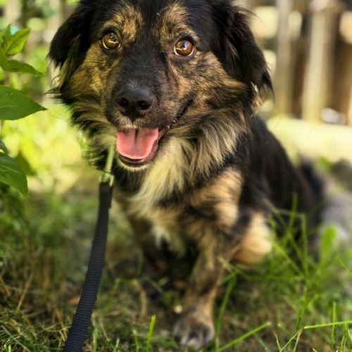 #BE2513310 - Kalia, chien croisé à adopter – AnimalWeb #BE2513310 - Kalia, chien croisé à adopter – AnimalWeb