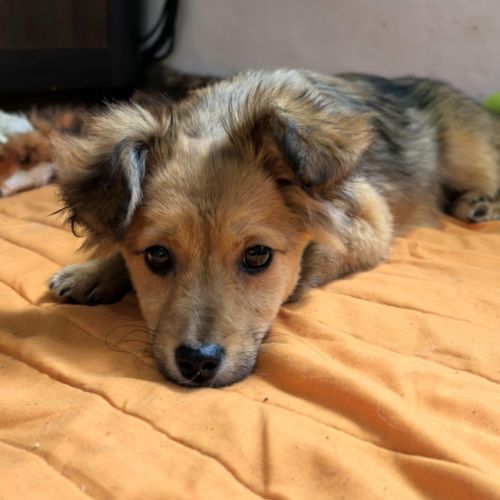 #BE2513311 - Fabya, chien croisé à adopter – AnimalWeb #BE2513311 - Fabya, chien croisé à adopter – AnimalWeb