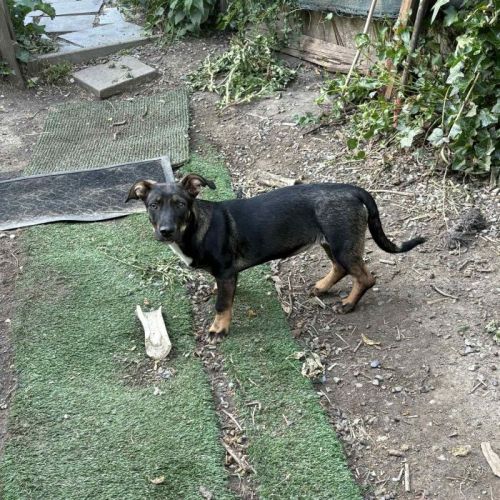 #BE2513312 - Zwan, chien croisé à adopter – AnimalWeb #BE2513312 - Zwan, chien croisé à adopter – AnimalWeb