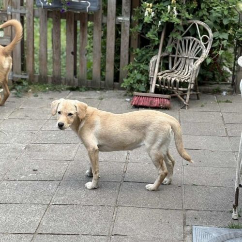 #BE2513313 - Sati, chien croisé à adopter – AnimalWeb #BE2513313 - Sati, chien croisé à adopter – AnimalWeb