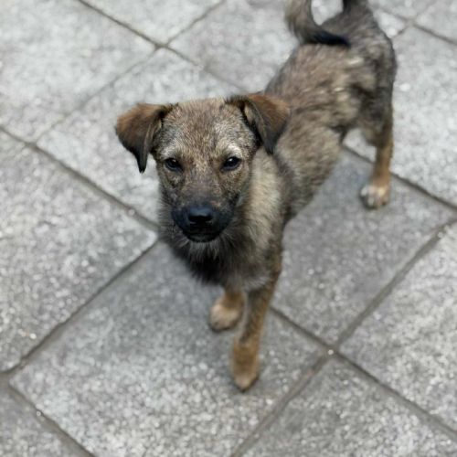 #BE2513314 - Dalton, chien croisé à adopter – AnimalWeb #BE2513314 - Dalton, chien croisé à adopter – AnimalWeb