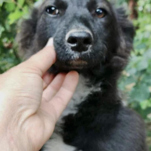 #BE2513315 - Lolipop, chien croisé à adopter – AnimalWeb Belgique #BE2513315 - Lolipop, chien croisé à adopter – AnimalWeb Belgique