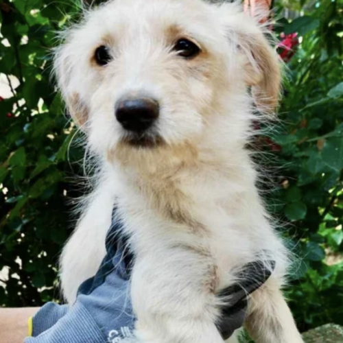 #BE2513316 - Loana, chien croisé à adopter – AnimalWeb Belgique #BE2513316 - Loana, chien croisé à adopter – AnimalWeb Belgique