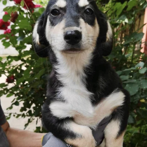 #BE2513317 - Sora, chien croisé à adopter – AnimalWeb Belgique #BE2513317 - Sora, chien croisé à adopter – AnimalWeb Belgique