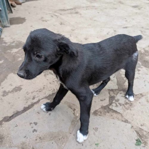 #BE2513318 - Bugsy, chien croisé à adopter – AnimalWeb #BE2513318 - Bugsy, chien croisé à adopter – AnimalWeb