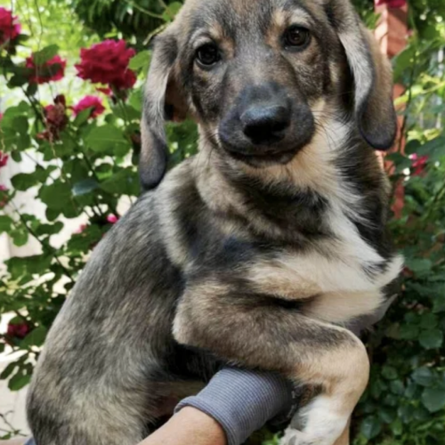 #BE2513319 - Chien à Adopter #BE2513319 - Chien à Adopter