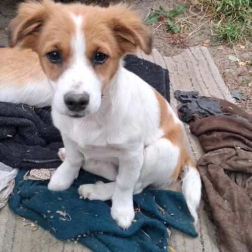 #BE2513320 - Cinnamon, chien croisé à adopter – AnimalWeb #BE2513320 - Cinnamon, chien croisé à adopter – AnimalWeb