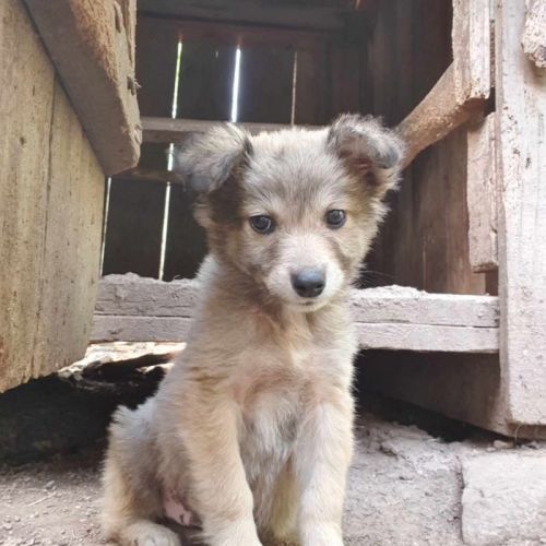 #BE2513321 - Greyson, chien croisé à adopter – AnimalWeb #BE2513321 - Greyson, chien croisé à adopter – AnimalWeb