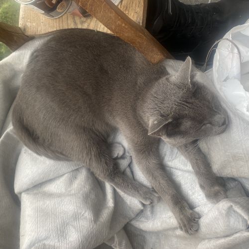 #BE2513322 - Winx, chat perdu à Villers-Deux-Églises - AnimalWeb Belgi #BE2513322 - Winx, chat perdu à Villers-Deux-Églises - AnimalWeb Belgi
