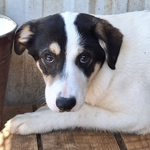 #BE2513323 - Aloa, chien croisé à adopter – AnimalWeb Belgique #BE2513323 - Aloa, chien croisé à adopter – AnimalWeb Belgique