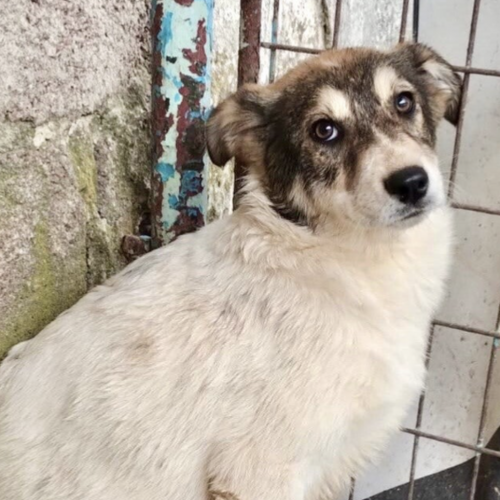 #BE2513324 - Caline, chien croisé à adopter – AnimalWeb Belgique #BE2513324 - Caline, chien croisé à adopter – AnimalWeb Belgique