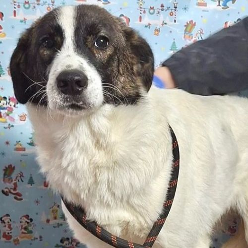 #BE2513325 - Arrow, chien croisé à adopter – AnimalWeb Belgique #BE2513325 - Arrow, chien croisé à adopter – AnimalWeb Belgique