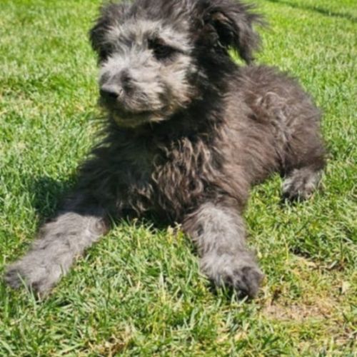 #BE2513327 - Mura, chien croisé à adopter – AnimalWeb #BE2513327 - Mura, chien croisé à adopter – AnimalWeb