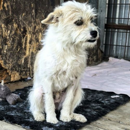 #BE2513328 - Fripon, chien croisé à adopter – AnimalWeb #BE2513328 - Fripon, chien croisé à adopter – AnimalWeb