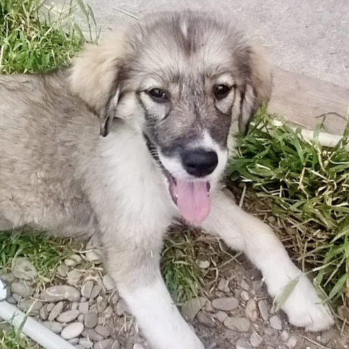 #BE2513330 - Caroline, chien croisé à adopter – AnimalWeb Belgique #BE2513330 - Caroline, chien croisé à adopter – AnimalWeb Belgique