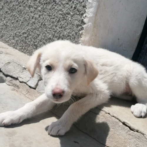 #BE2513331 - Cassie, chien croisé à adopter – AnimalWeb Belgique #BE2513331 - Cassie, chien croisé à adopter – AnimalWeb Belgique