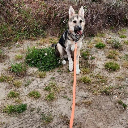 #BE2513332 - Lasco, chien croisé à adopter – AnimalWeb Belgique #BE2513332 - Lasco, chien croisé à adopter – AnimalWeb Belgique
