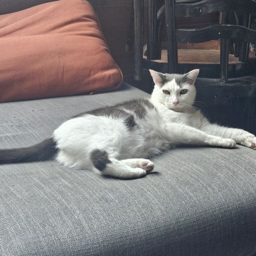 #BE2513334 - Flocon, chat perdu à Ixelles - AnimalWeb Belgique #BE2513334 - Flocon, chat perdu à Ixelles - AnimalWeb Belgique