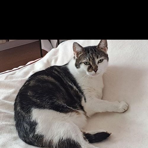 #BE2513335 - Chat perdu #BE2513335 - Chat perdu