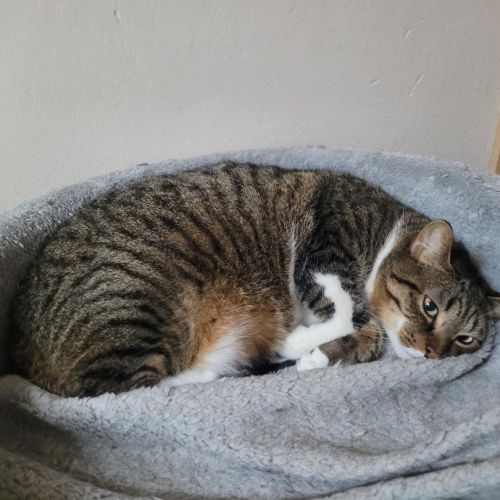 #BE2513336 - Sparrow, chat à adopter à Leuze-en-Hainaut - AnimalWeb Be #BE2513336 - Sparrow, chat à adopter à Leuze-en-Hainaut - AnimalWeb Be