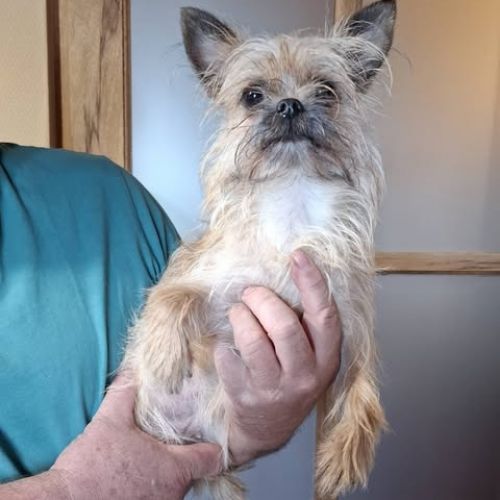 #BE2513337 - Adoptez Chan à Wiers – AnimalWeb #BE2513337 - Adoptez Chan à Wiers – AnimalWeb