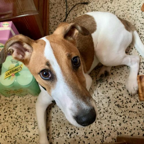 #BE2513338 - Adoptez Kiko à Wiers – AnimalWeb #BE2513338 - Adoptez Kiko à Wiers – AnimalWeb