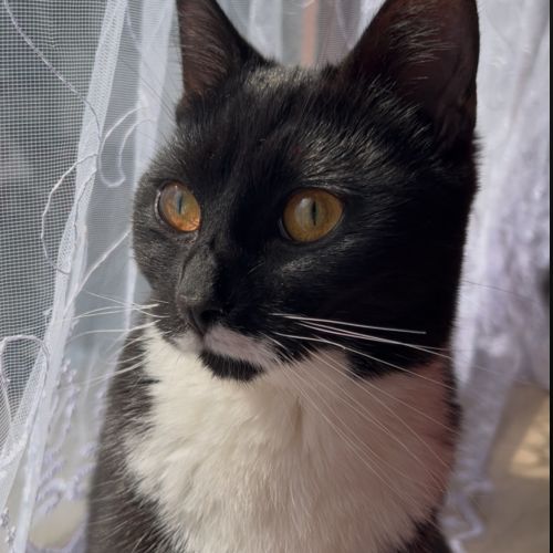 #BE2513339 - Mimi, chat perdu à Molenbeek-Saint-Jean - AnimalWeb Belgi #BE2513339 - Mimi, chat perdu à Molenbeek-Saint-Jean - AnimalWeb Belgi