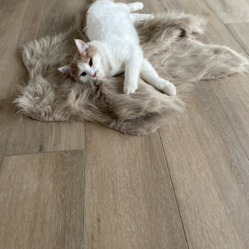 #BE2513340 - Yoda, chat à adopter à Andenne - AnimalWeb Belgique #BE2513340 - Yoda, chat à adopter à Andenne - AnimalWeb Belgique