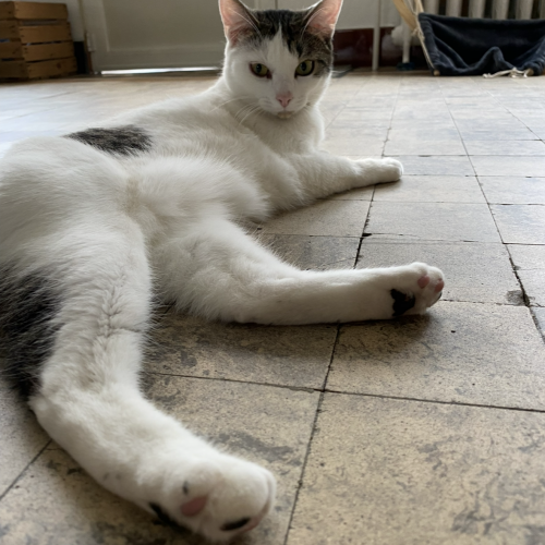 #BE2513341 - Mila, chat à adopter à Andenne - AnimalWeb Belgique #BE2513341 - Mila, chat à adopter à Andenne - AnimalWeb Belgique