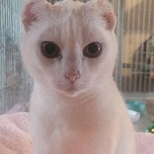#BE2513342 - Snow , chat à adopter à Leuze-en-Hainaut - AnimalWeb Belg #BE2513342 - Snow , chat à adopter à Leuze-en-Hainaut - AnimalWeb Belg
