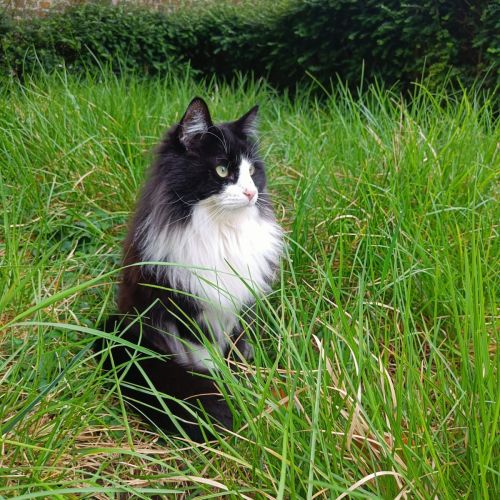 #BE2513344 - Mingaou, chat perdu à Schaerbeek - AnimalWeb Belgique #BE2513344 - Mingaou, chat perdu à Schaerbeek - AnimalWeb Belgique
