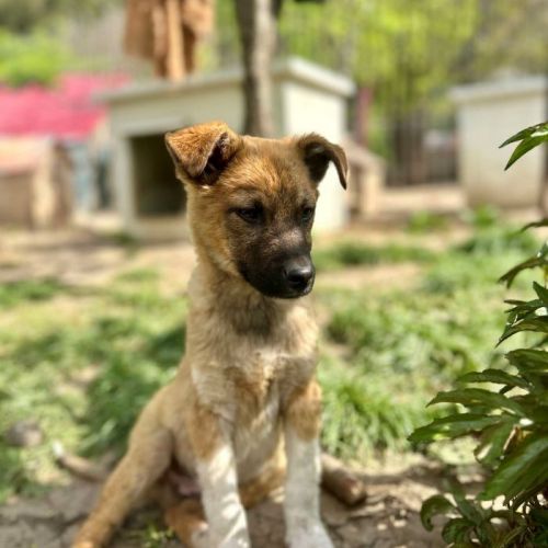 #BE2513345 - Adriel, chien croisé à adopter – AnimalWeb Belgique #BE2513345 - Adriel, chien croisé à adopter – AnimalWeb Belgique