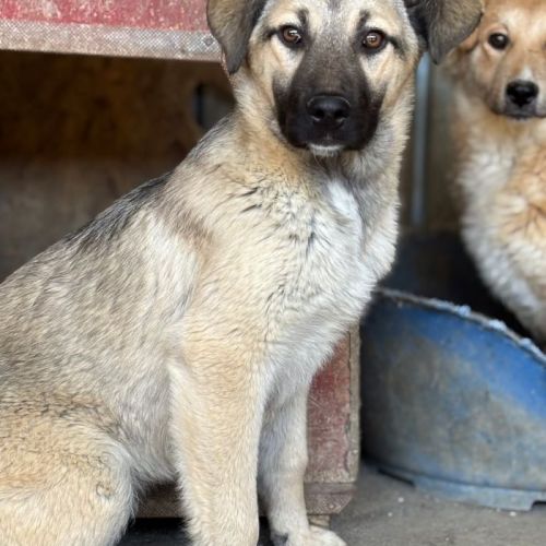 #BE2513346 - Aika, chien croisé à adopter – AnimalWeb Belgique #BE2513346 - Aika, chien croisé à adopter – AnimalWeb Belgique