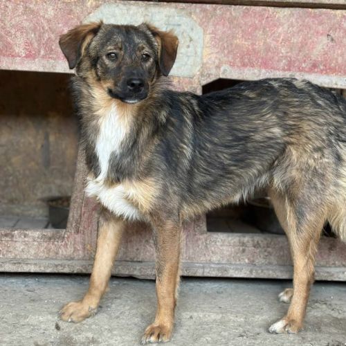 #BE2513349 - Ammy, chien croisé à adopter – AnimalWeb Belgique #BE2513349 - Ammy, chien croisé à adopter – AnimalWeb Belgique