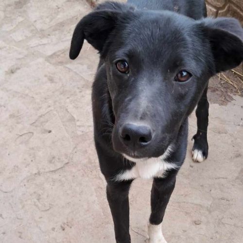 #BE2513350 - Anaelle, chien croisé à adopter – AnimalWeb Belgique #BE2513350 - Anaelle, chien croisé à adopter – AnimalWeb Belgique