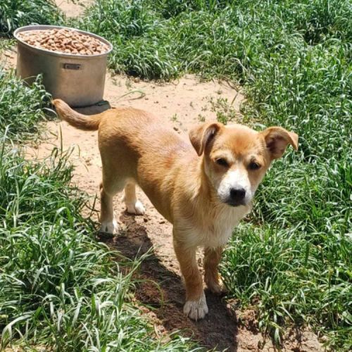 #BE2513351 - Anna, chien croisé à adopter – AnimalWeb Belgique #BE2513351 - Anna, chien croisé à adopter – AnimalWeb Belgique