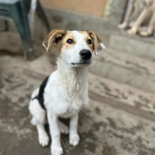 #BE2513352 - Aponi, chien croisé à adopter – AnimalWeb Belgique #BE2513352 - Aponi, chien croisé à adopter – AnimalWeb Belgique