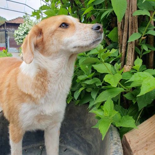 #BE2513353 - Baba, chien croisé à adopter – AnimalWeb Belgique #BE2513353 - Baba, chien croisé à adopter – AnimalWeb Belgique