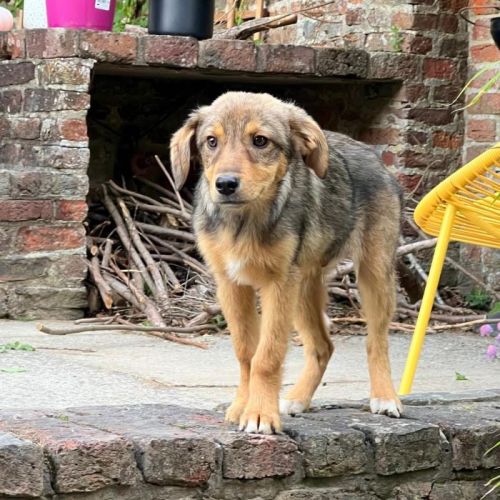 #BE2513354 - Bandit, chien croisé à adopter – AnimalWeb Belgique #BE2513354 - Bandit, chien croisé à adopter – AnimalWeb Belgique